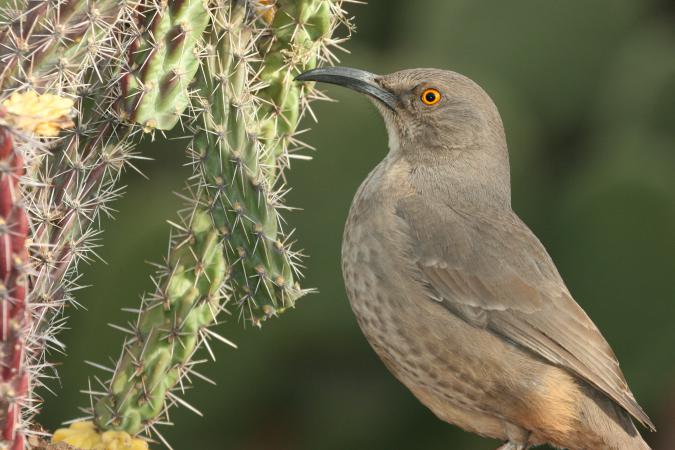 Photo (5): Curve-billed Thrasher
