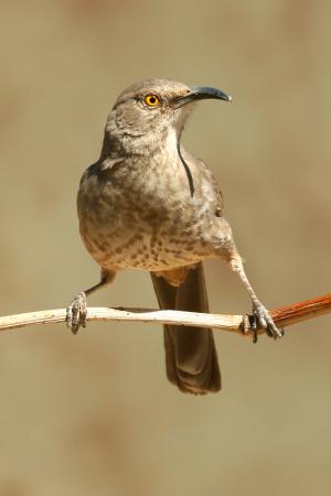 Photo (1): Curve-billed Thrasher