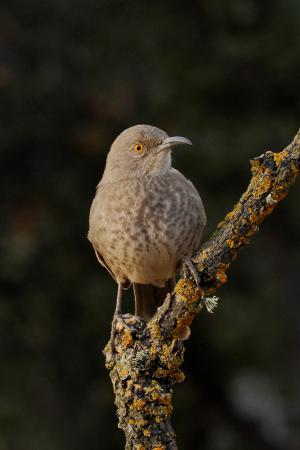 Photo (6): Curve-billed Thrasher