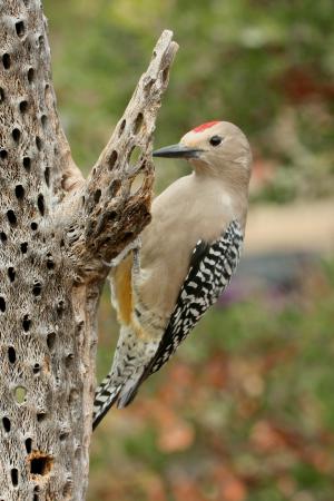 Photo (1): Gila Woodpecker