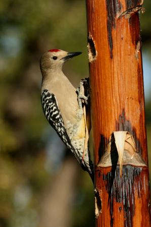 Photo (7): Gila Woodpecker