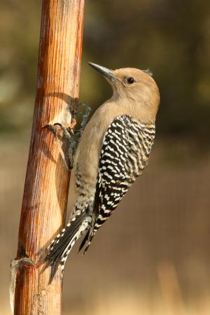 Photo (2): Gila Woodpecker