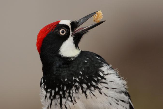 Photo (10): Acorn Woodpecker