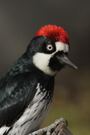 Photo (8): Acorn Woodpecker