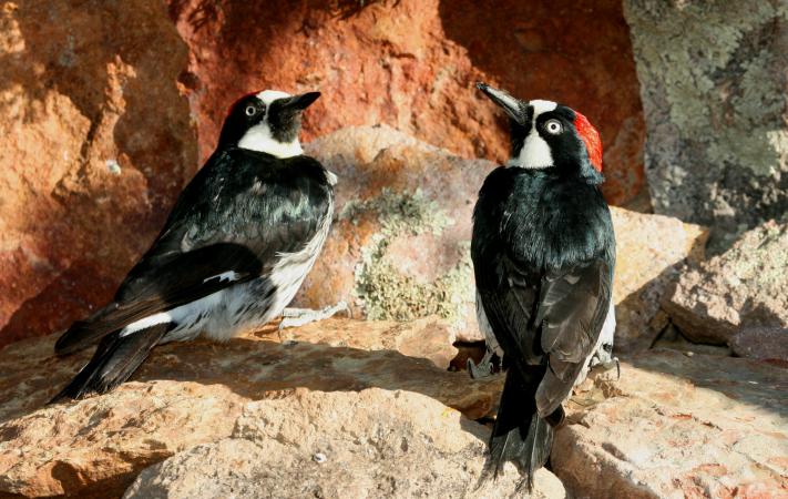 Photo (7): Acorn Woodpecker