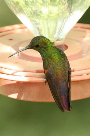 Photo (7): Berylline Hummingbird