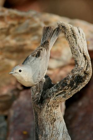 Photo (6): Lucy's Warbler