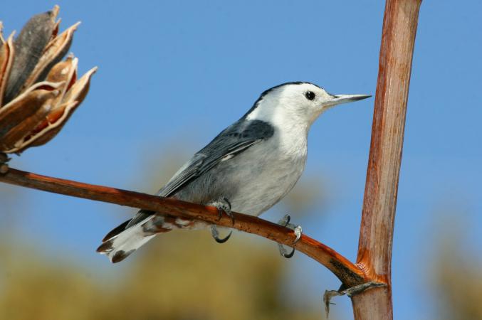 Photo (2): White-breasted Nuthatch