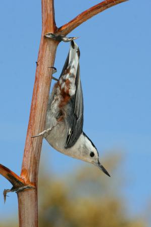 Photo (4): White-breasted Nuthatch