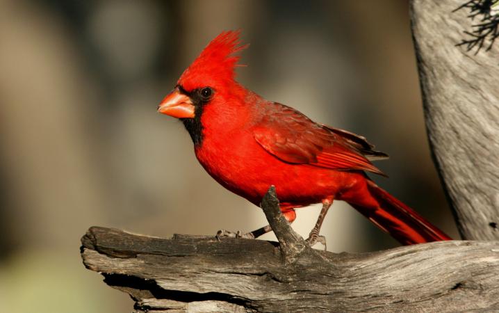 Photo (1): Northern Cardinal