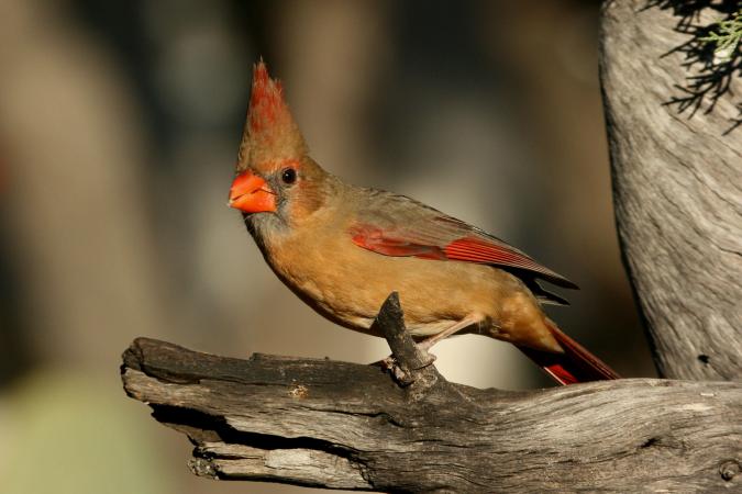 Photo (2): Northern Cardinal