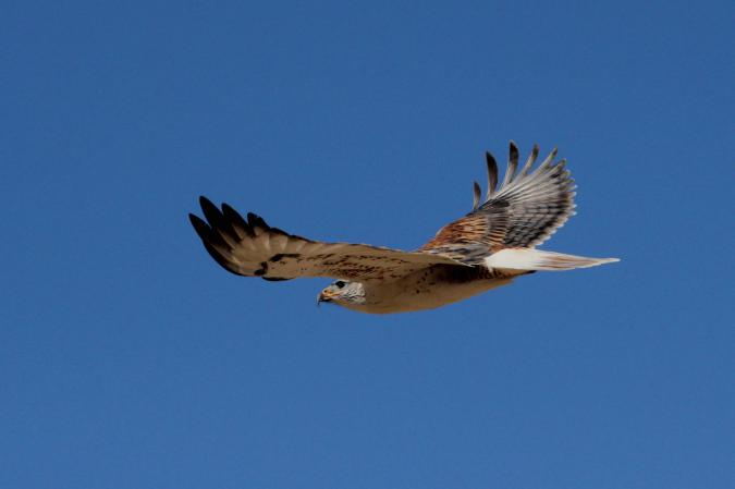Photo (2): Ferruginous Hawk