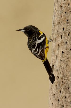 Photo (13): Scott's Oriole