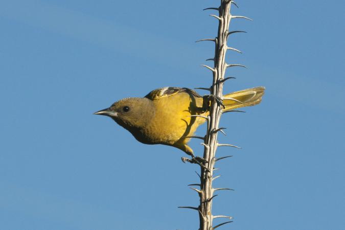 Photo (8): Scott's Oriole