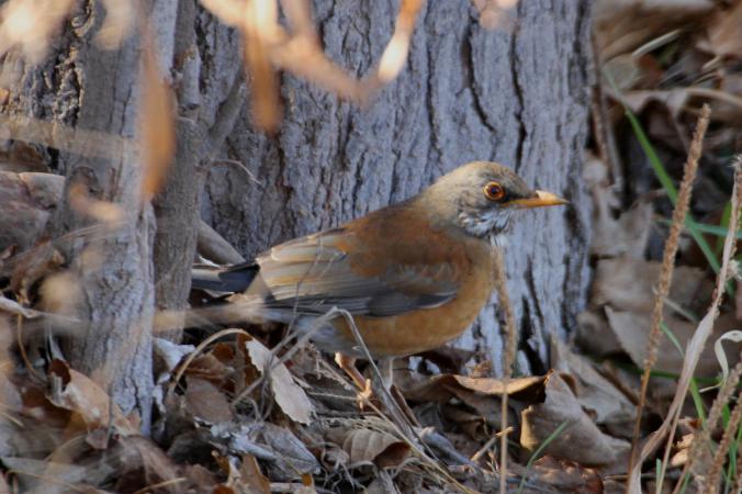 Photo (2): Rufous-backed Robin
