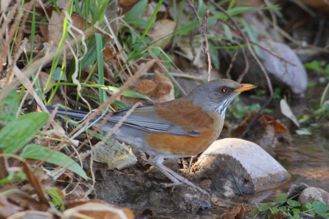 Photo (3): Rufous-backed Robin