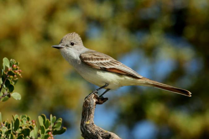 Photo (1): Ash-throated Flycatcher