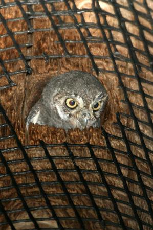 Photo (10): Elf Owl