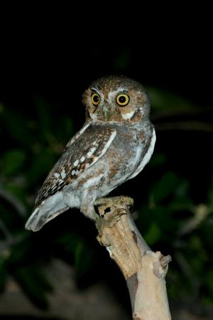 Photo (1): Elf Owl