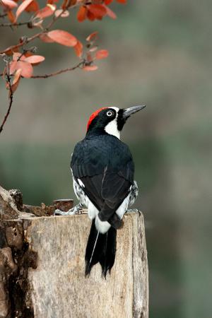 Photo (4): Acorn Woodpecker