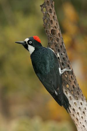 Photo (5): Acorn Woodpecker