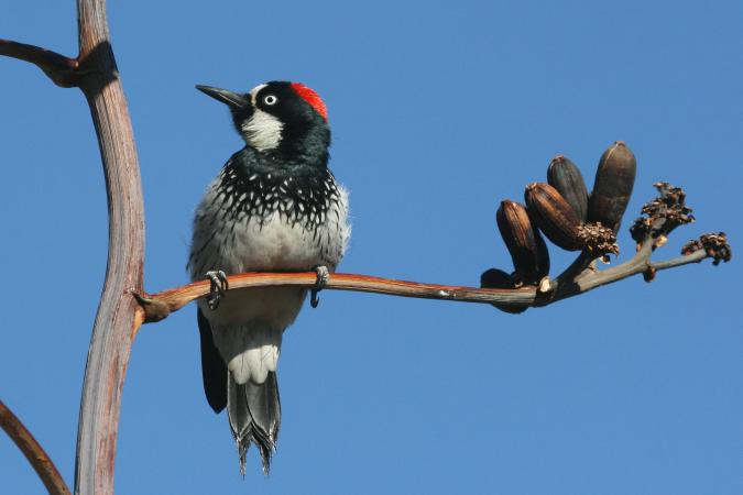 Photo (6): Acorn Woodpecker