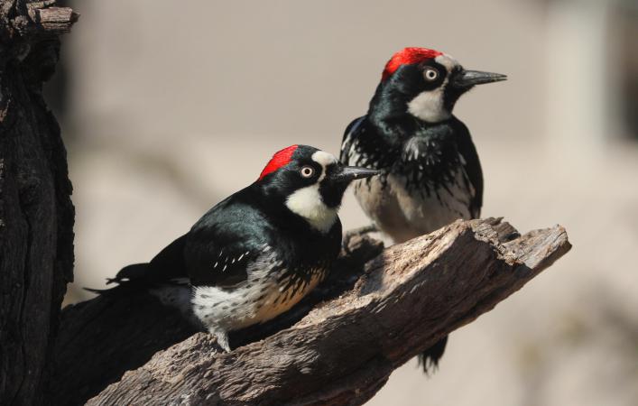 Photo (3): Acorn Woodpecker