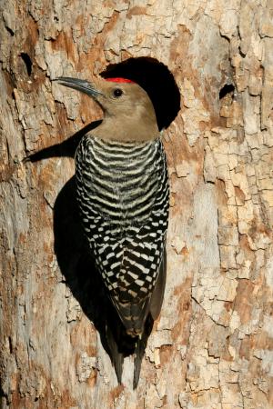 Photo (5): Gila Woodpecker