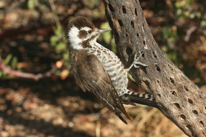 Photo (2): Arizona Woodpecker