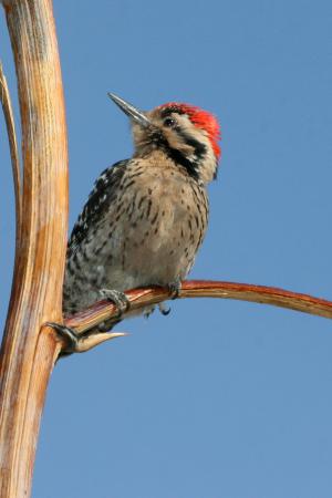 Photo (5): Ladder-backed Woodpecker