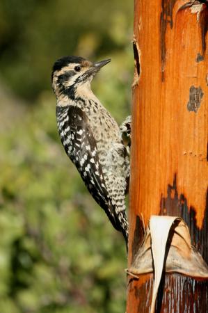 Photo (4): Ladder-backed Woodpecker