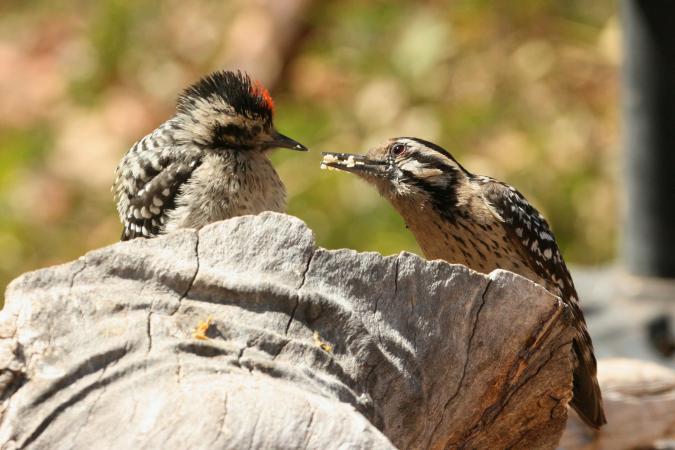 Photo (22): Ladder-backed Woodpecker