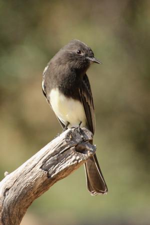 Photo (5): Black Phoebe