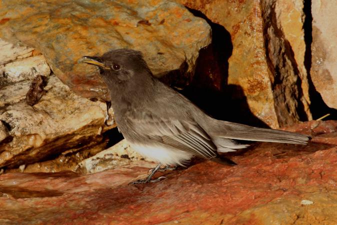 Photo (11): Black Phoebe