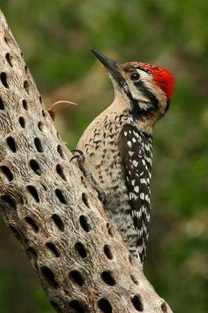 Photo (12): Ladder-backed Woodpecker