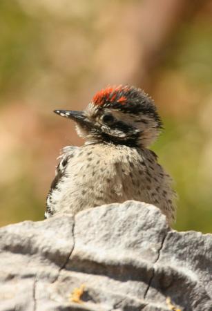 Photo (23): Ladder-backed Woodpecker