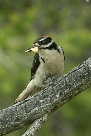 Photo (8): Hairy Woodpecker