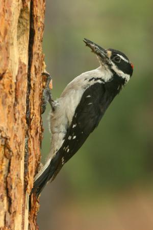 Photo (10): Hairy Woodpecker