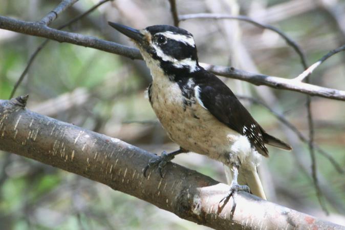 Photo (9): Hairy Woodpecker