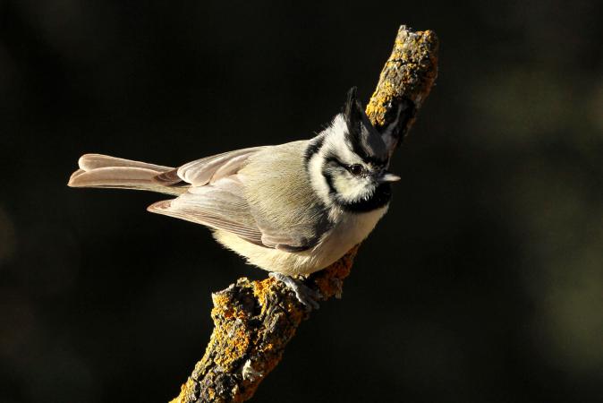 Photo (2): Bridled Titmouse