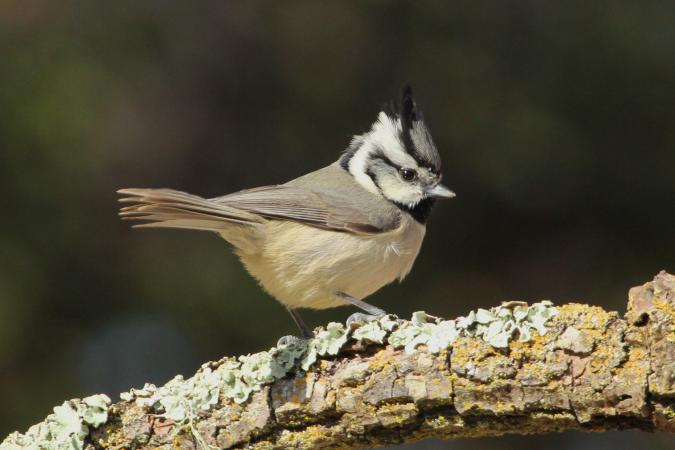 Photo (3): Bridled Titmouse