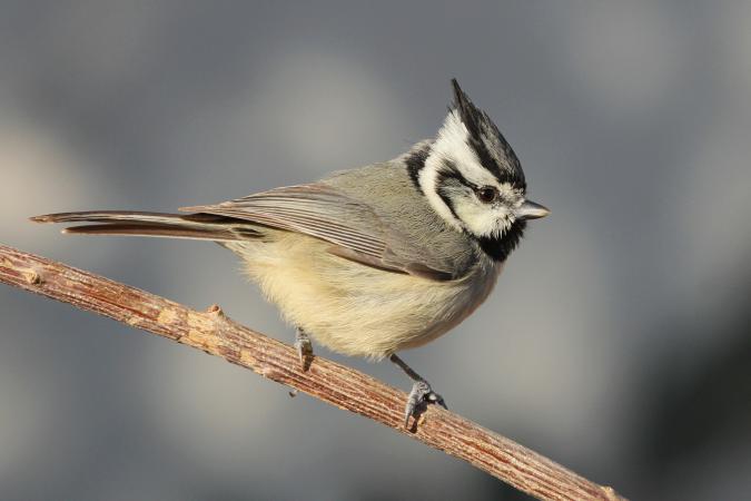 Photo (1): Bridled Titmouse
