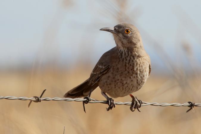 Photo (3): Bendire's Thrasher