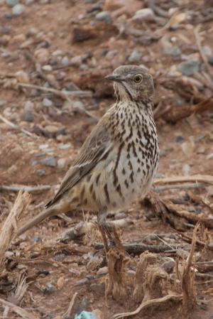 Photo (4): Sage Thrasher