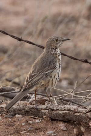 Photo (1): Sage Thrasher