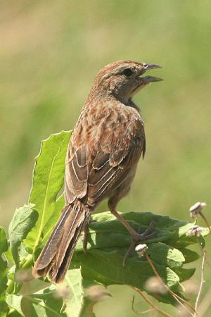 Photo (4): Botteri's Sparrow