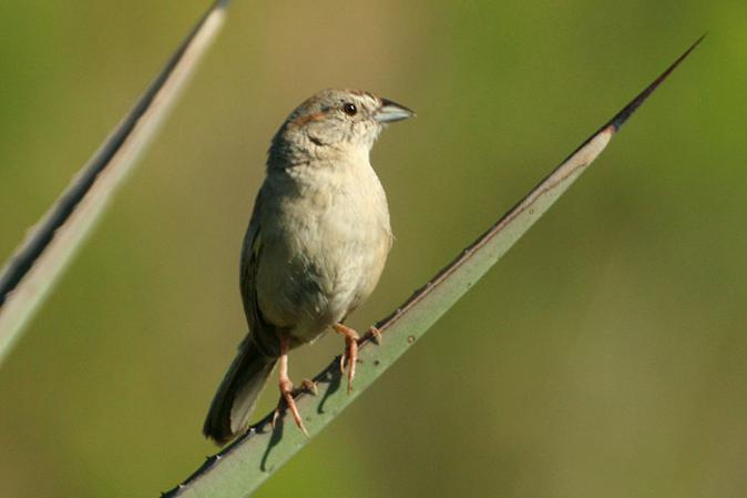 Photo (2): Botteri's Sparrow