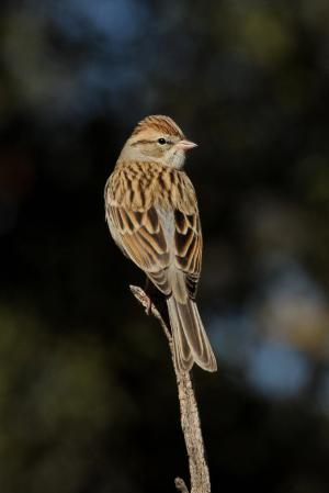 Photo (17): Chipping Sparrow
