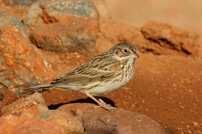 Photo (1): Vesper Sparrow