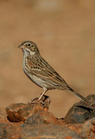 Photo (5): Vesper Sparrow